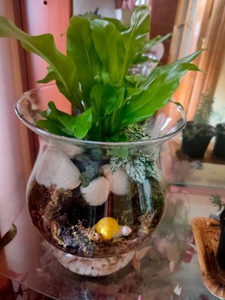 Terrario jardín pequeño