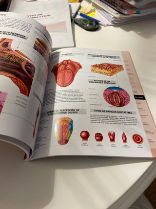 atlas básico de anatomía