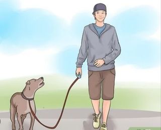 Paseador de perros a horas