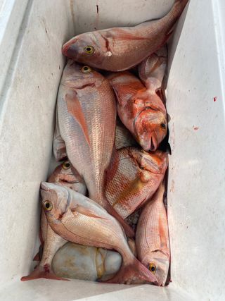 SALIDAS DE PESCA málaga Marbella