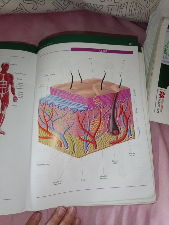 Técnicas Básicas de Enfermería.