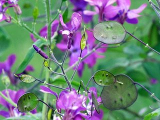 Semi fiori_Lunaria_moneta del papa