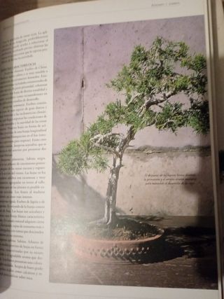 Enciclopedia del Bonsai
