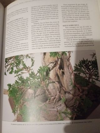 Enciclopedia del Bonsai