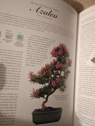 Enciclopedia del Bonsai