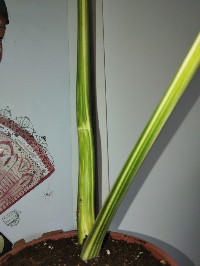 Monstera Variegada Planta