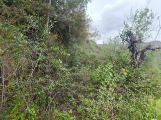 BUSCO TRABAJO DE  DESBROCE  PRECIOS  ECONOMICOS