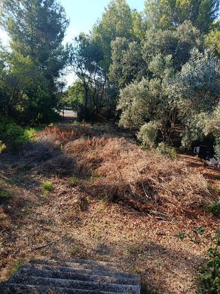 BUSCO TRABAJO DE  DESBROCE  PRECIOS  ECONOMICOS