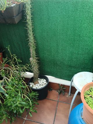 Cactus
