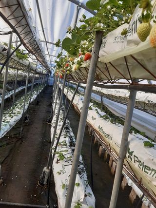 Estructura arcos invernadero