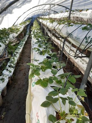 Estructura arcos invernadero