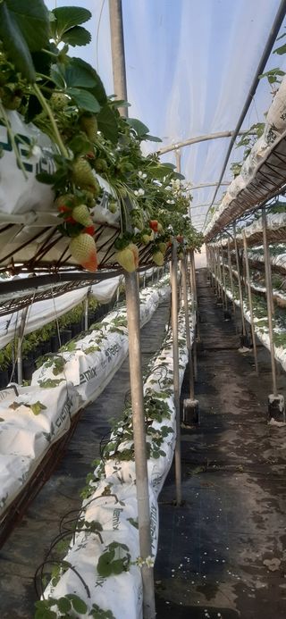 Estructura arcos invernadero