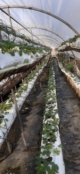 Estructura arcos invernadero