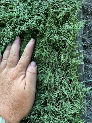 ♻️ CÉSPED,GRAN VARIEDAD