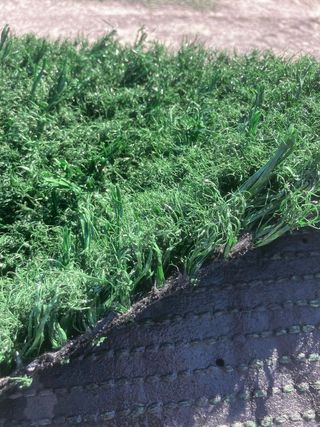 ♻️ CÉSPED,GRAN VARIEDAD