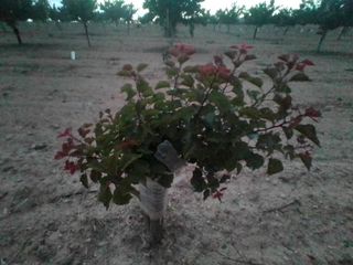 Almendros variedad soleta