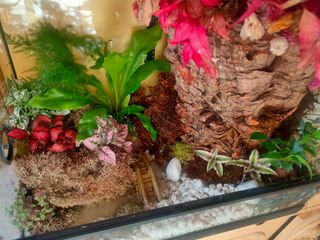 Paludario o terrario montado