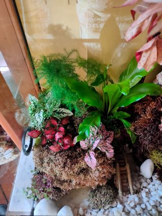 Paludario o terrario montado