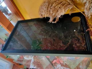 Paludario o terrario montado