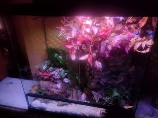 Paludario o terrario montado