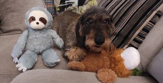 Peluches / juguetes para perro TOTALMENTE NUEVOS!!