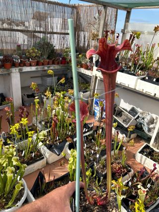 sarracenia reptilian rose.Planta carnivora