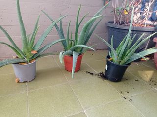 Aloe vera
