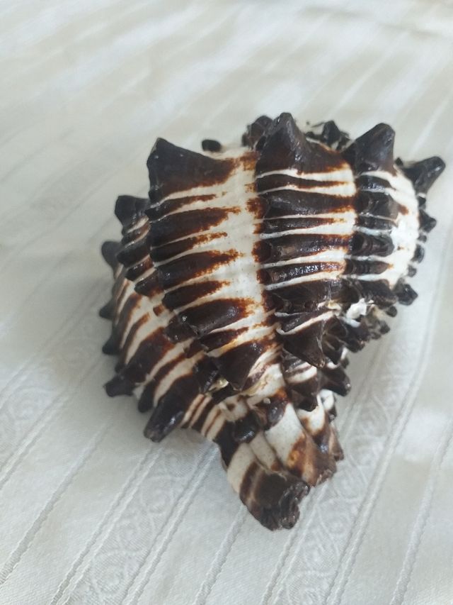 Conchiglia naturale originale