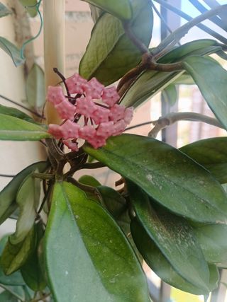 Planta de flor de cera