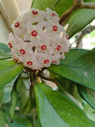 Planta de flor de cera