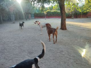 cuidado y limpieza de animales