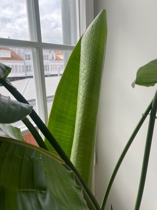 Ave del paraíso/strelitzia