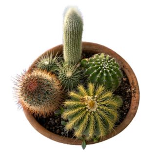 Cactus en maceta de barro (6 unidades)