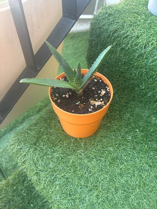 Vendo varias plantas  de aloe vera