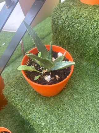 Vendo varias plantas  de aloe vera