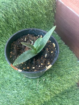 Vendo varias plantas  de aloe vera