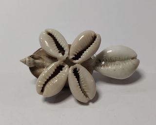 Mini tortuga conchas