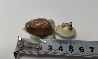 Mini tortuga conchas