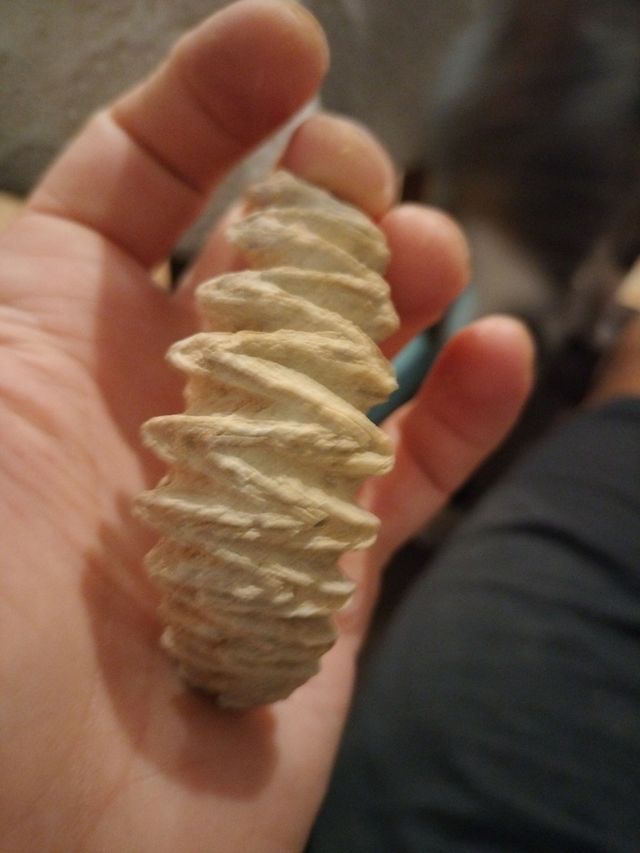 fosil paleontología 