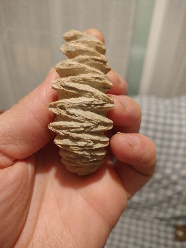 fosil paleontología 