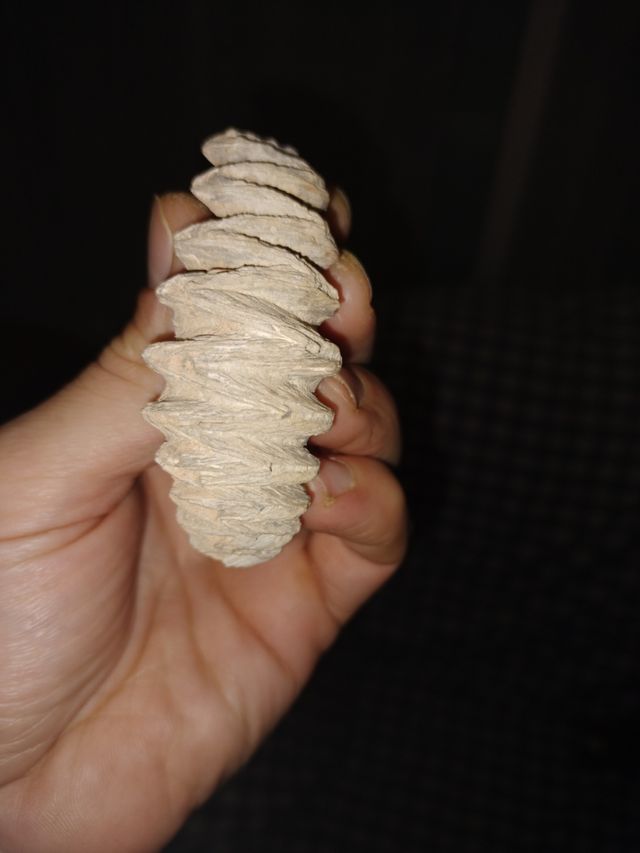 fosil paleontología 