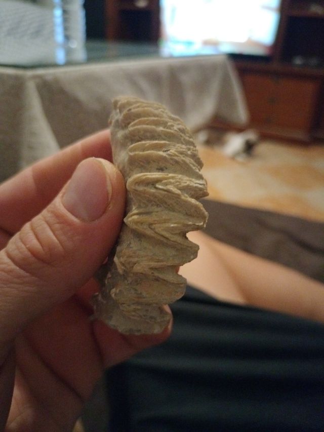 fosil paleontología 