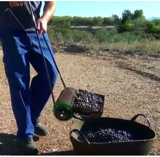 Recolector de olivas del suelo