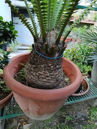 CYCAS edule Dioon lindl