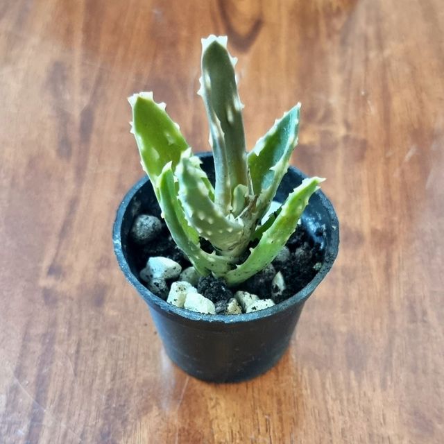 Aloe Longistyla Pianta Succulenta