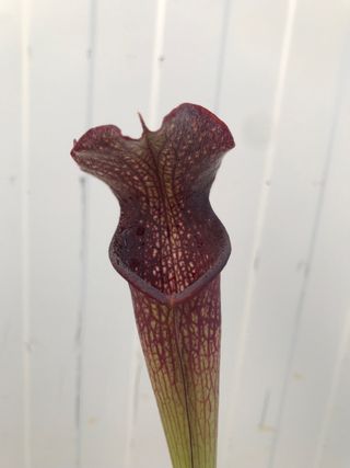 rubra gulfensis x leuco yellow.planta carnivora