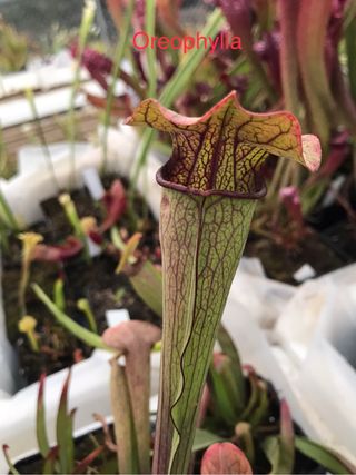 sarracenia oreophylla.planta carnivora