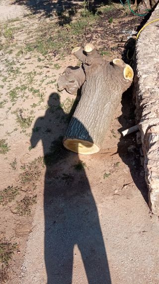 se hacen faenas jardinería se cortan árboles