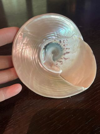 conchiglia naturale 