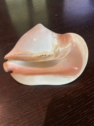 conchiglia naturale